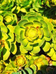 Aeonium