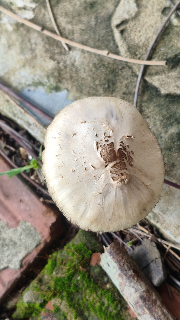 Chlorophyllum molybdites · December 2025 · photo: © natan_gabriel0906 (iNaturalist, cc-by)