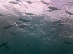 Opisthonema oglinum