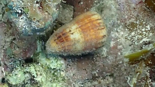 Conus vitulinus observed 2025-11-16