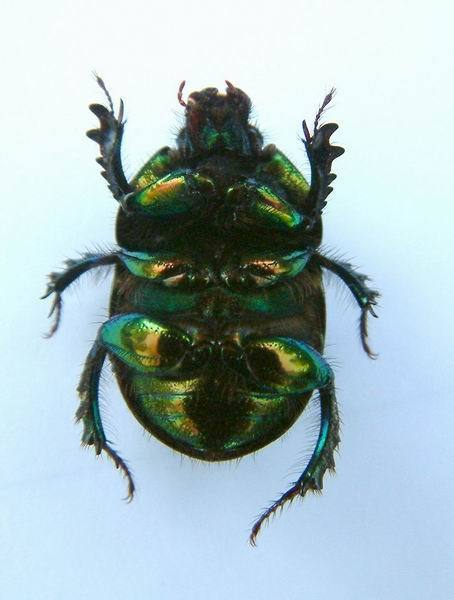 Sericotrupes
