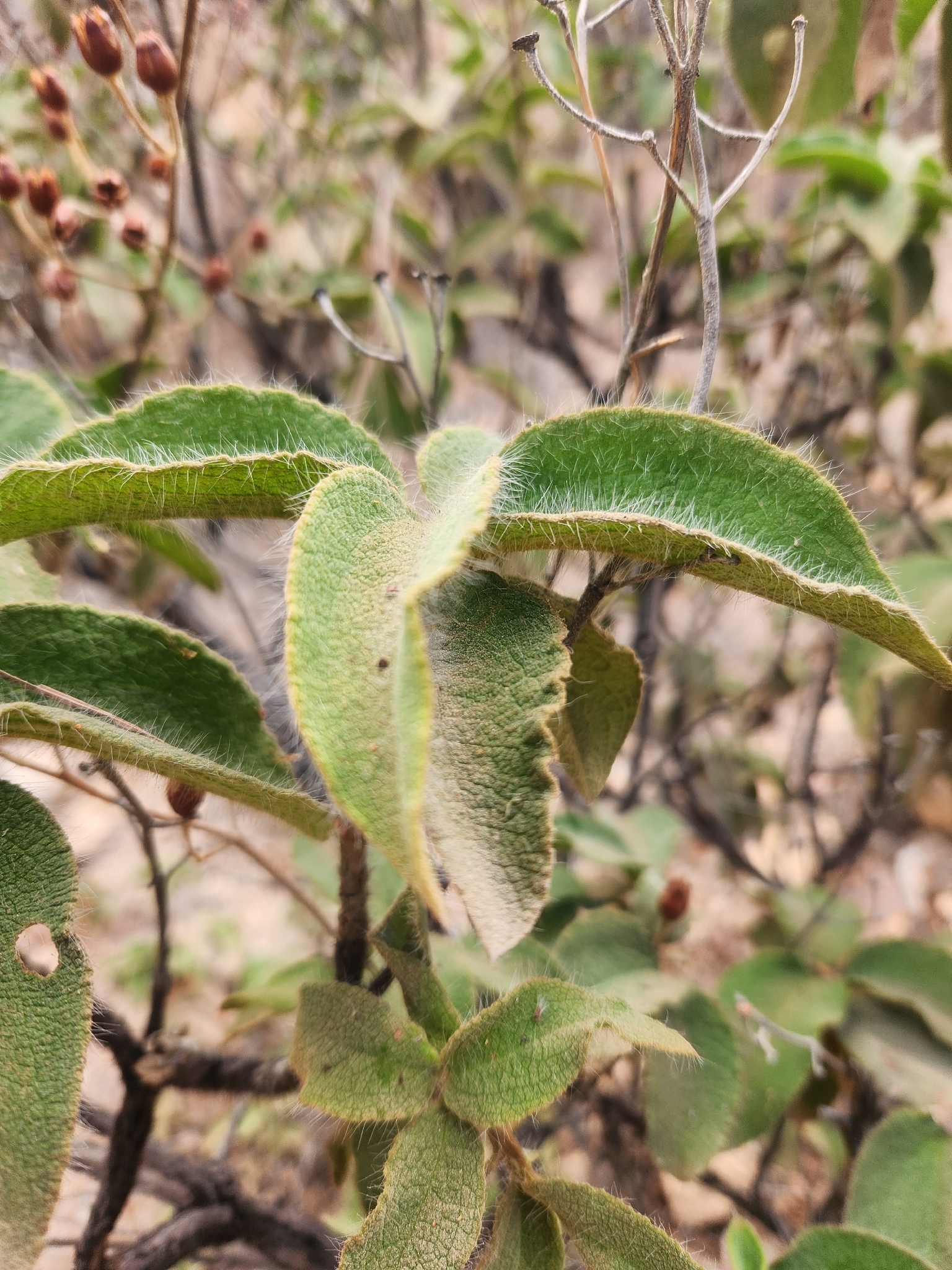 Cistus horrens