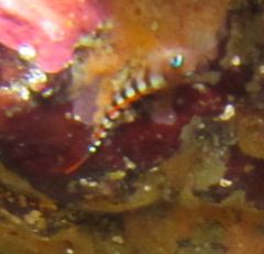 Notoclinops segmentatus