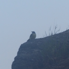 Pitangus sulphuratus