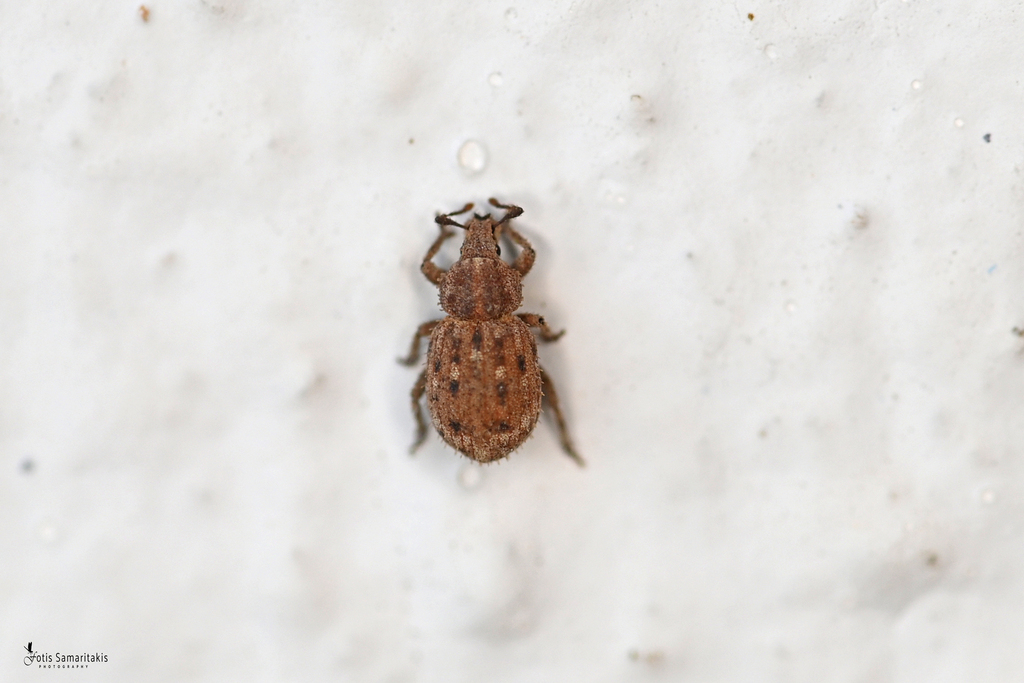 Trachyphloeus laticollis