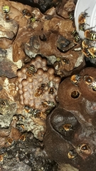 Melipona favosa
