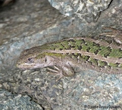 Liolaemus moradoensis