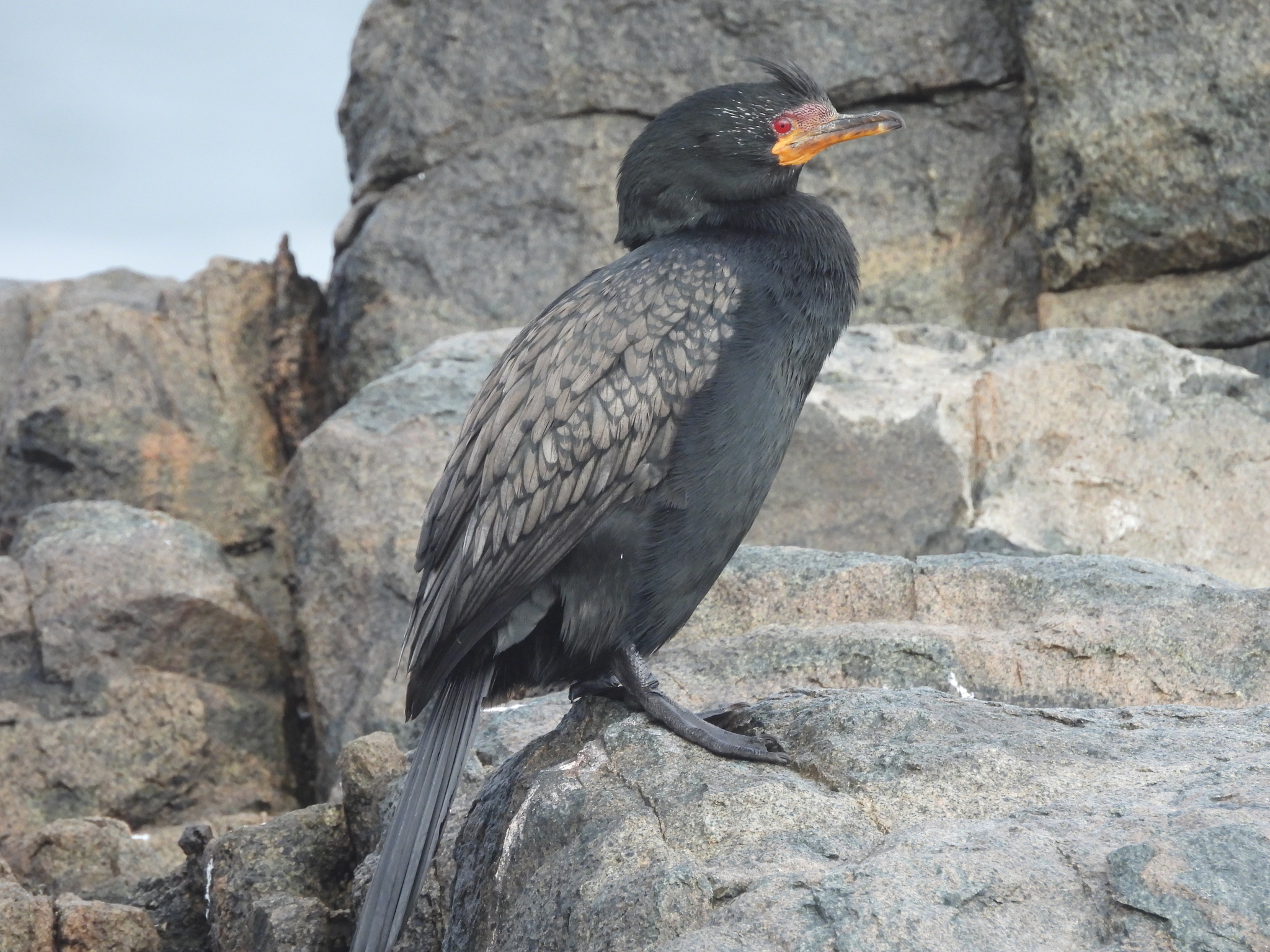 Crowned Cormorant illustration