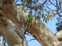 Barnardius zonarius semitorquatus