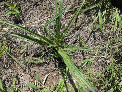 wild African hyacinth (Ledebouria inquinata)