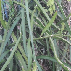 Selenicereus setaceus