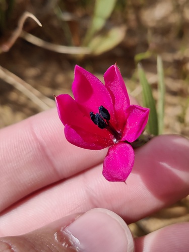 Scarlet Bobbejaantjie (Babiana villosa)