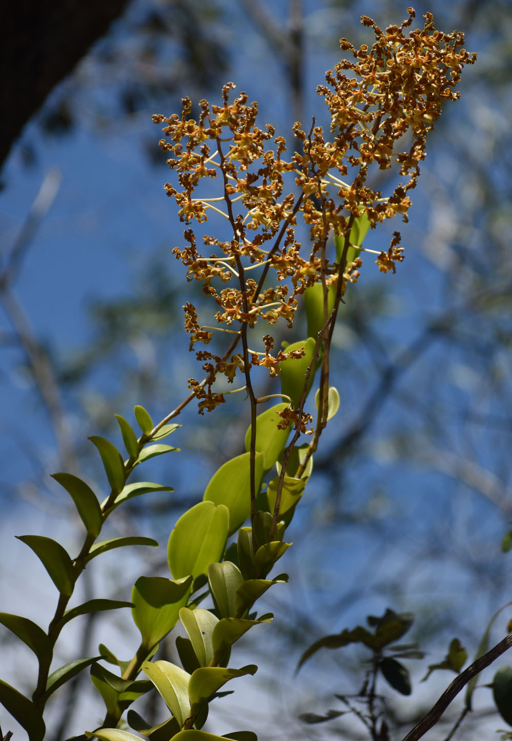 Dendrobium discolor