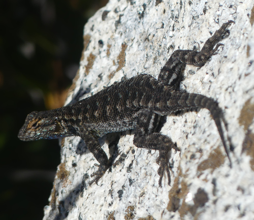 iNaturalist observation photo of Western Fence Lizard
