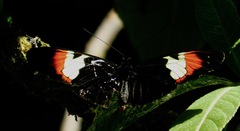 Heliconius heurippa