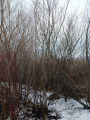 Salix × fragilis vitellina