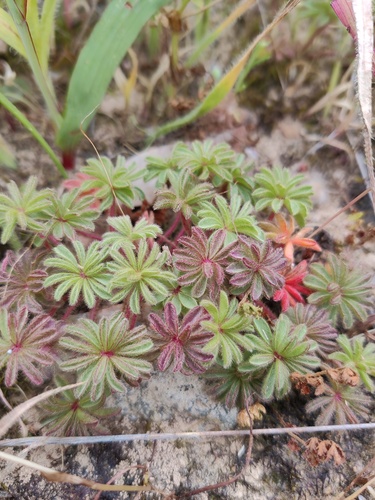 Palmtree Sorrel (Oxalis tomentosa)
