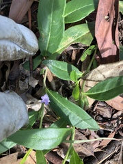Eremophila debilis