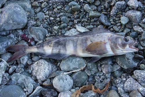 Atka mackerel (Pleurogrammus monopterygius) — Hexagrammidae — 2