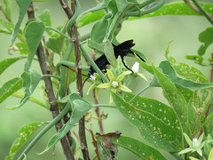 Araujia brachystephana