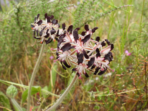 Various-Leaved Pelargonium (Pelargonium auritum)