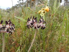 (c) Vicente Lopes, some rights reserved (CC BY) Pelargonium auritum, photograph (c) Vicente Lopes, some rights reserved (CC BY)