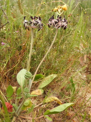 (c) Vicente Lopes, some rights reserved (CC BY) Pelargonium auritum, photograph (c) Vicente Lopes, some rights reserved (CC BY)