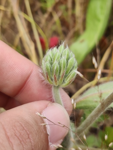 Pelargonium auritum, photograph 3