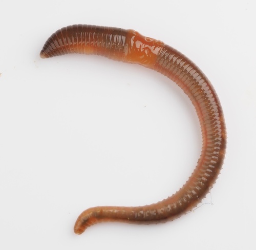 squaretail worm