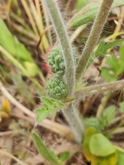 (c) Vicente Lopes, some rights reserved (CC BY) Pelargonium auritum, photograph (c) Vicente Lopes, some rights reserved (CC BY)