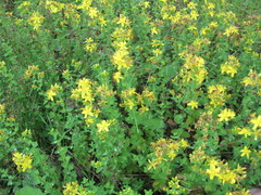 Hypericum maculatum obtusiusculum