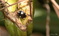 Chinavia erythrocnemis