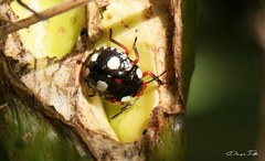 Chinavia erythrocnemis