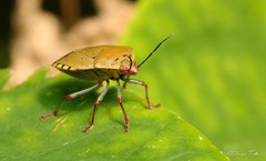 Chinavia erythrocnemis