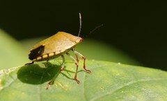 Chinavia erythrocnemis