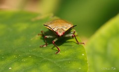 Chinavia erythrocnemis