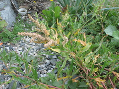 Rumex pallidus