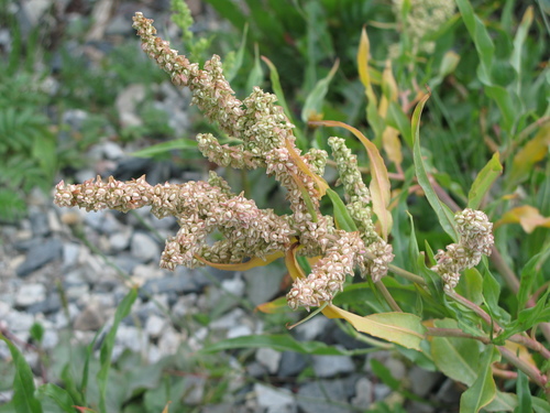 seaside dock (Rumex pallidus)
