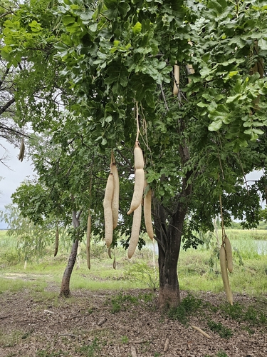 Sausage tree