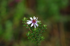 Diplostephium hartwegii