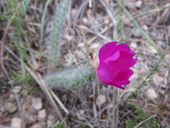 Portulaca eruca