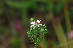 Diplostephium hartwegii