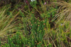 Diplostephium hartwegii