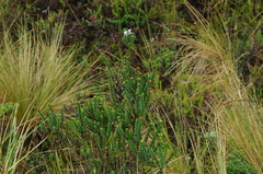 Diplostephium hartwegii