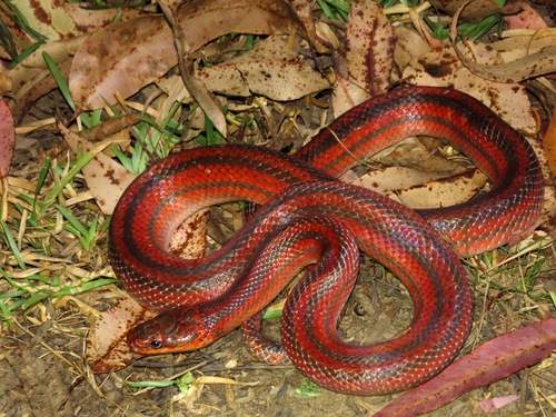 Three-striped Ground Snake, Pseudoxyrhopus tritaeniatus