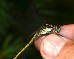 Libellula vibrans