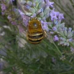 Amegilla garrula