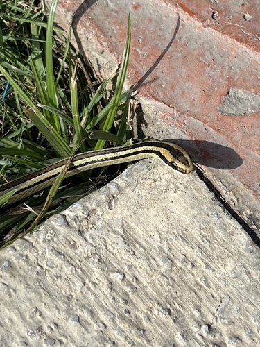 Lined Ground Snake