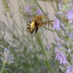 Amegilla garrula
