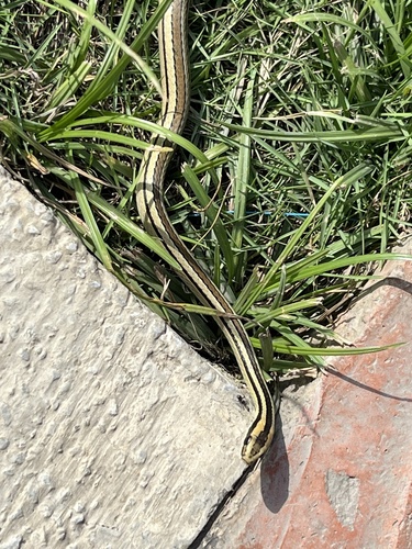Lined Ground Snake